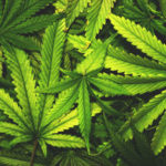 Retail sales of recreational marijuana on hold even as CRC approves conditional licenses