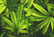 Retail sales of recreational marijuana on hold even as CRC approves conditional licenses